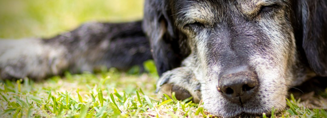 Senior Pets